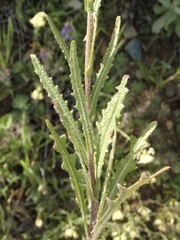 Caulanthus heterophyllus