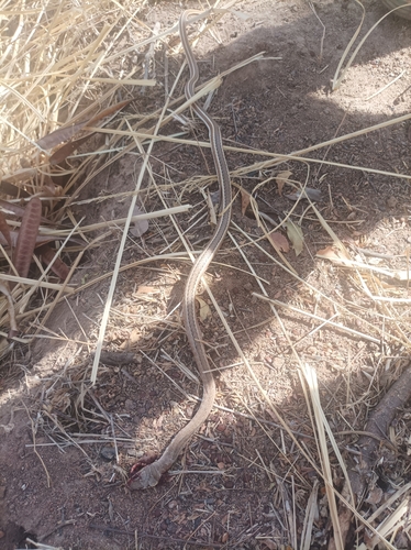 Northern Stripe-bellied Sand Snake