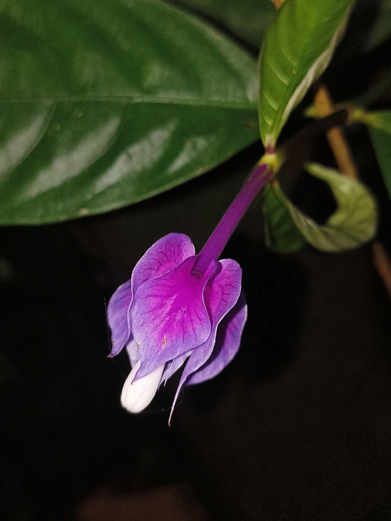 Palicourea ostreophora