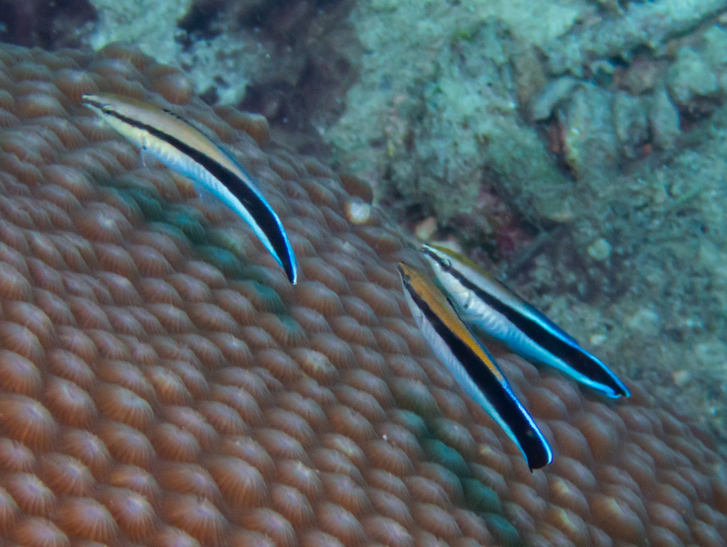 Two bluestreak cleaner wrasses over a coral head