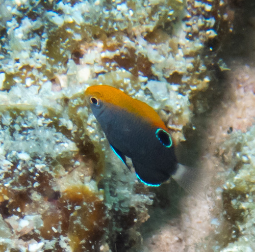 Whitetail Damsel (Pomacentrus chrysurus)