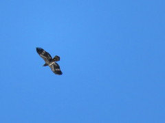 Haliaeetus leucocephalus