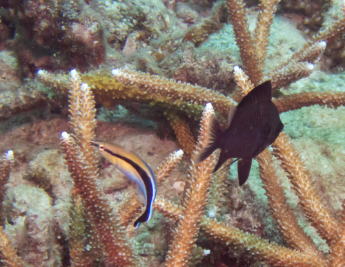 Reticulated Damselfish (Dascyllus reticulatus)