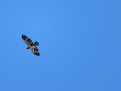 Haliaeetus leucocephalus