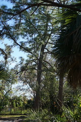 Pinus elliottii densa