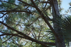 Pinus elliottii densa