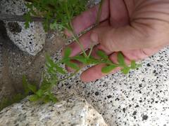 Pholistoma auritum arizonicum