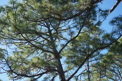 Pinus elliottii densa