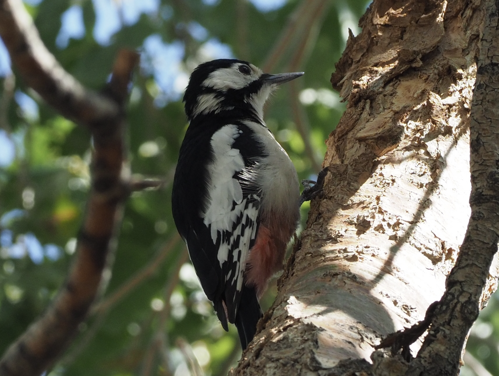 White-winged Woodpecker