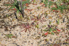 Gilia tenuiflora