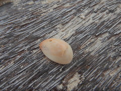Crepidula maculosa