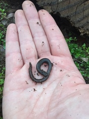 Batrachoseps major major