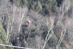 Falco sparverius