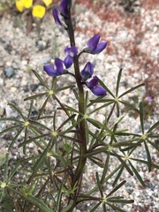 Lupinus truncatus