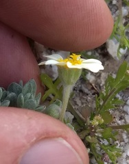 Eriophyllum wallacei rubellum