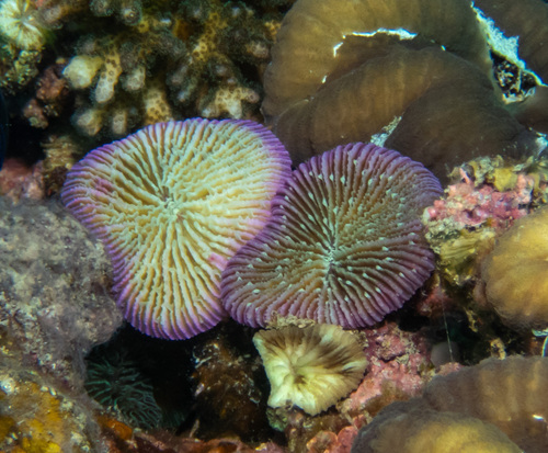 Common Mushroom Coral (Fungia fungites)