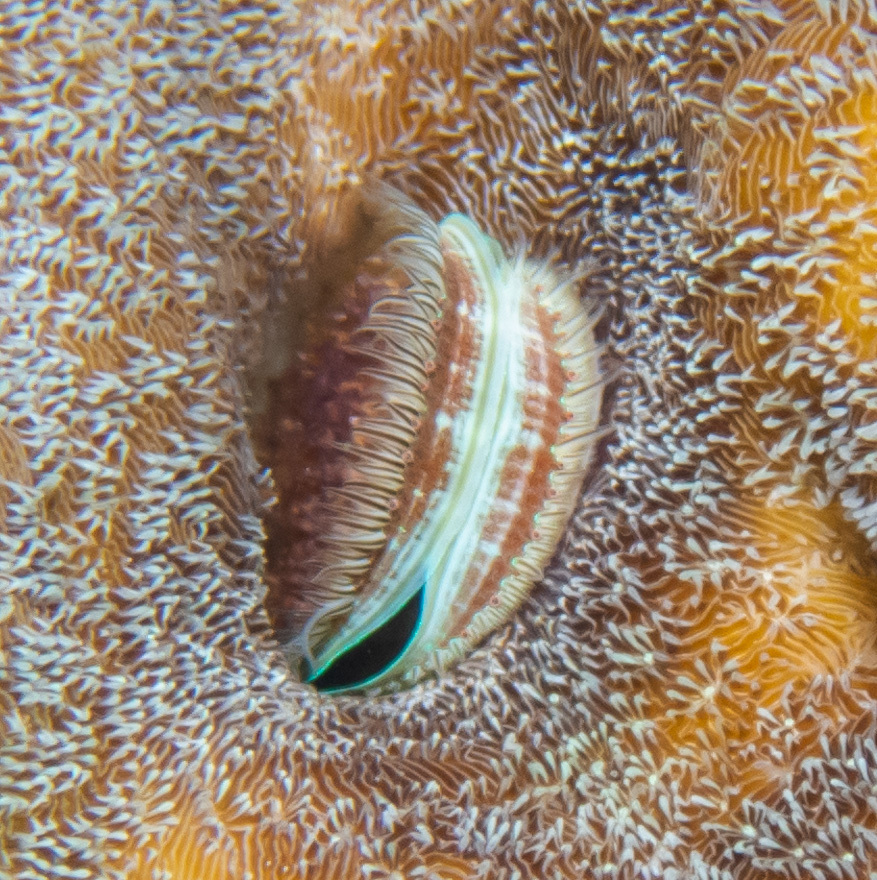 Iridescent Scallop