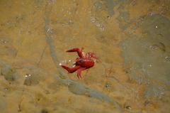 Grimothea planipes