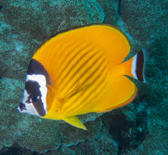 Butterflyfish photo 3