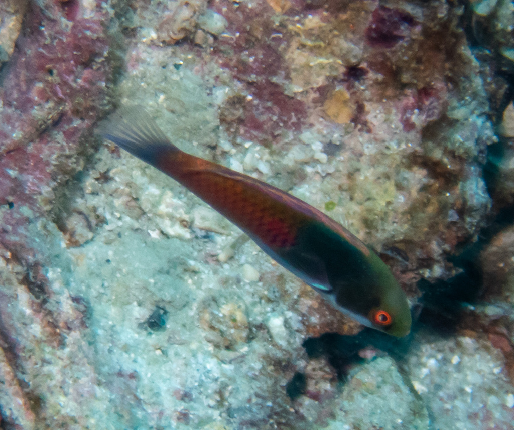Blue-scaled Fairy Wrasse