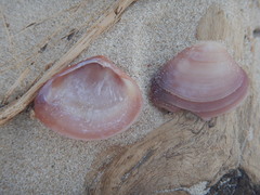 Polymesoda floridana