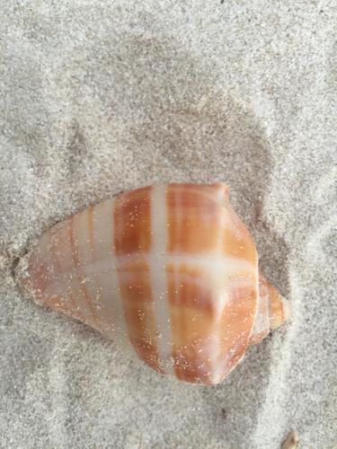Caribbean Crown Conch