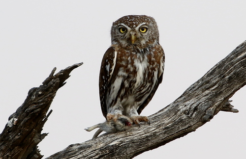 Pearl-spotted Owlet