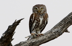 Pearl-Spotted Owlet photo 2