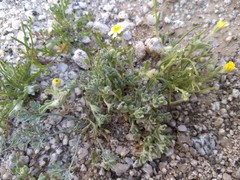Eriophyllum wallacei rubellum