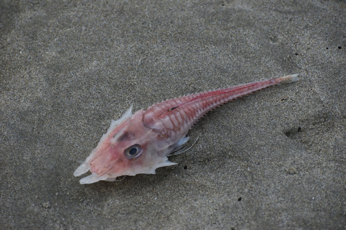 Barbed armoured gurnard (Peristedion barbiger) — Peristediidae — 2
