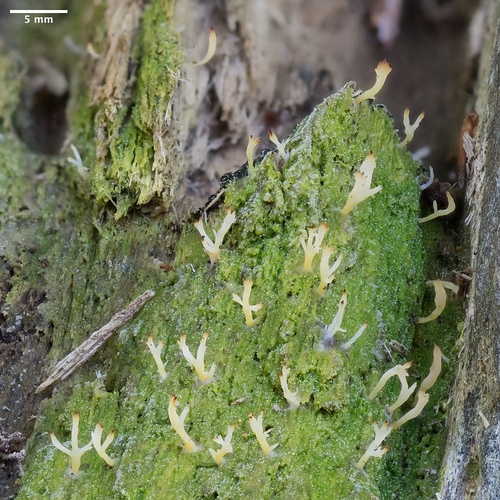 lentária slizká (Multiclavula mucida)