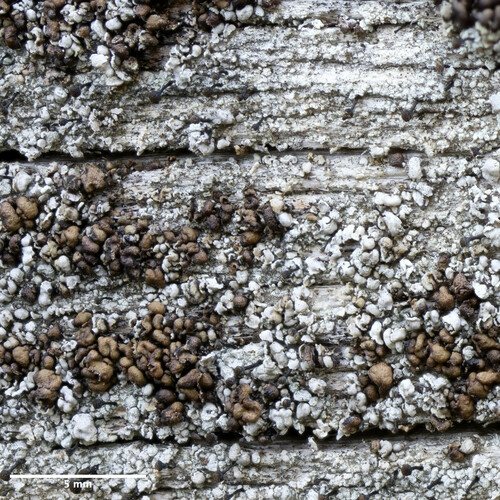 šáločka (Hypocenomyce)