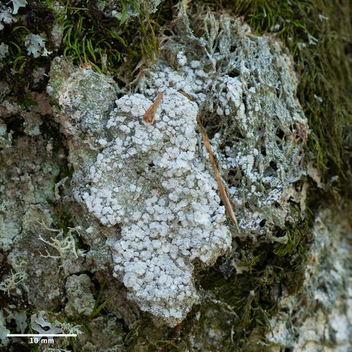 pertusária horká (Lepra amara)
