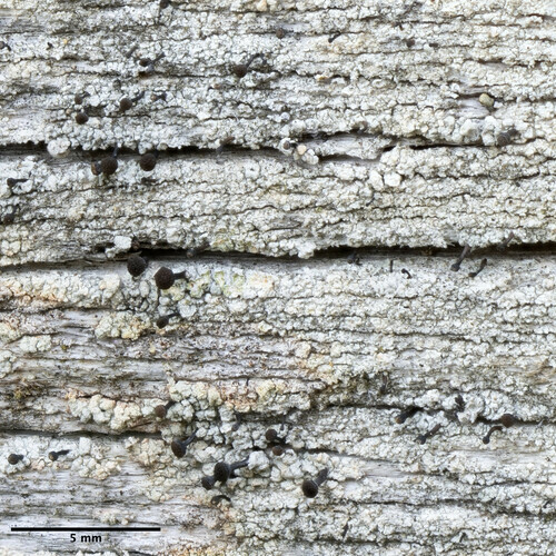 stopkovnica hrdzavá (Chaenotheca ferruginea)