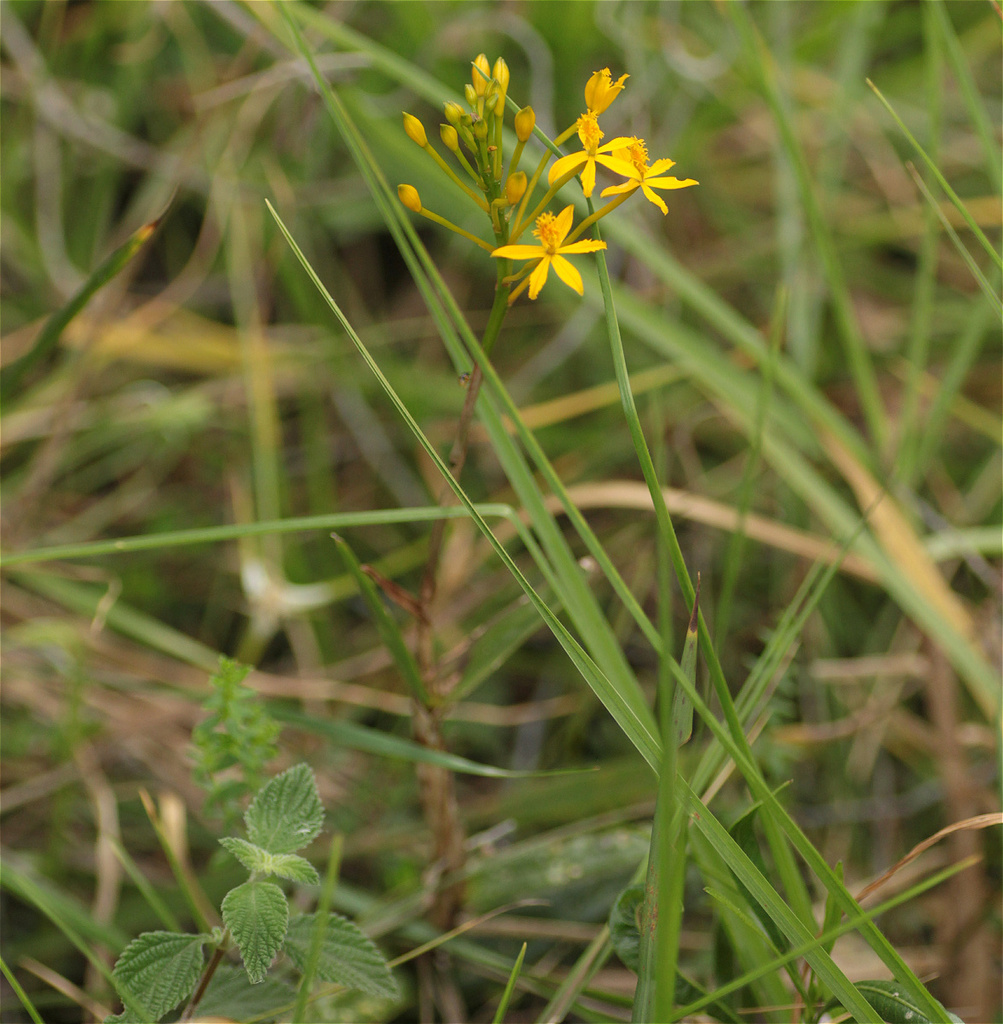 Epidendrum aura-usecheae