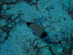 Two-banded Bream