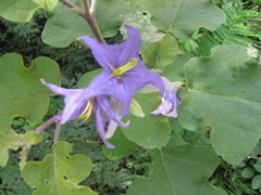 Solanum houstonii