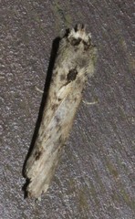 Ortholomia moluccana