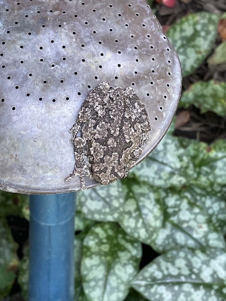 Gray Treefrog Species Complex from Cimarron Dr, Okemos, MI, US on ...
