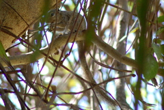 Heliosciurus gambianus