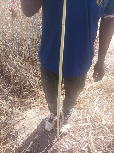 Northern Stripe-bellied Sand Snake