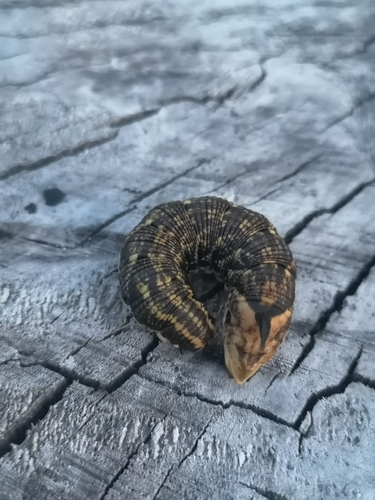 Agrius convolvuli
