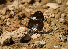 Euploea radamanthus