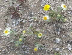 Eriophyllum wallacei rubellum