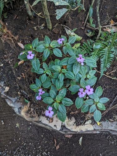 Image of Impatiens flaccida by (c) Eric Watts, some rights reserved (CC BY)