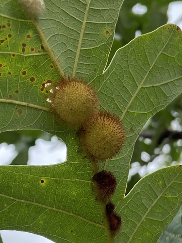 Acraspis villosa photo 4