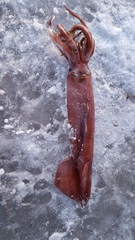 Gonatus fabricii