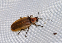 Photurinae
