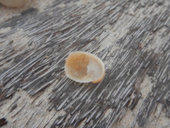 Bostrycapulus aculeatus