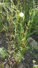 Clarkia epilobioides